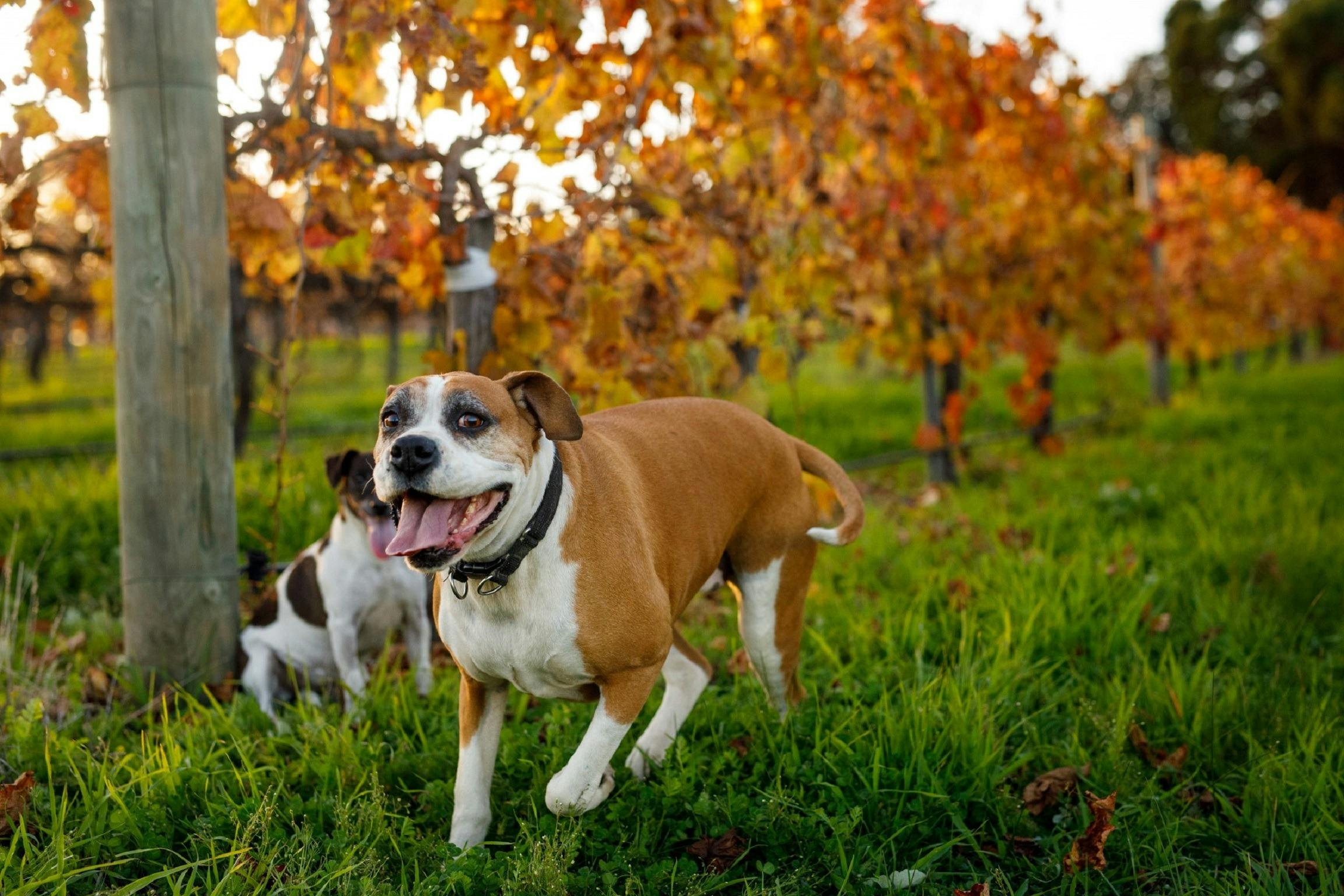 Oakway Estate Wines, Donnybrook, Western Australia