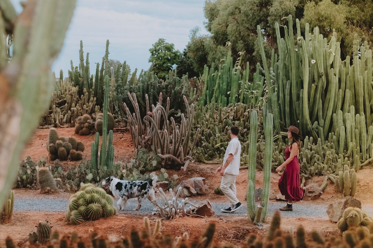 A young couple walking a dog at Cactus Country