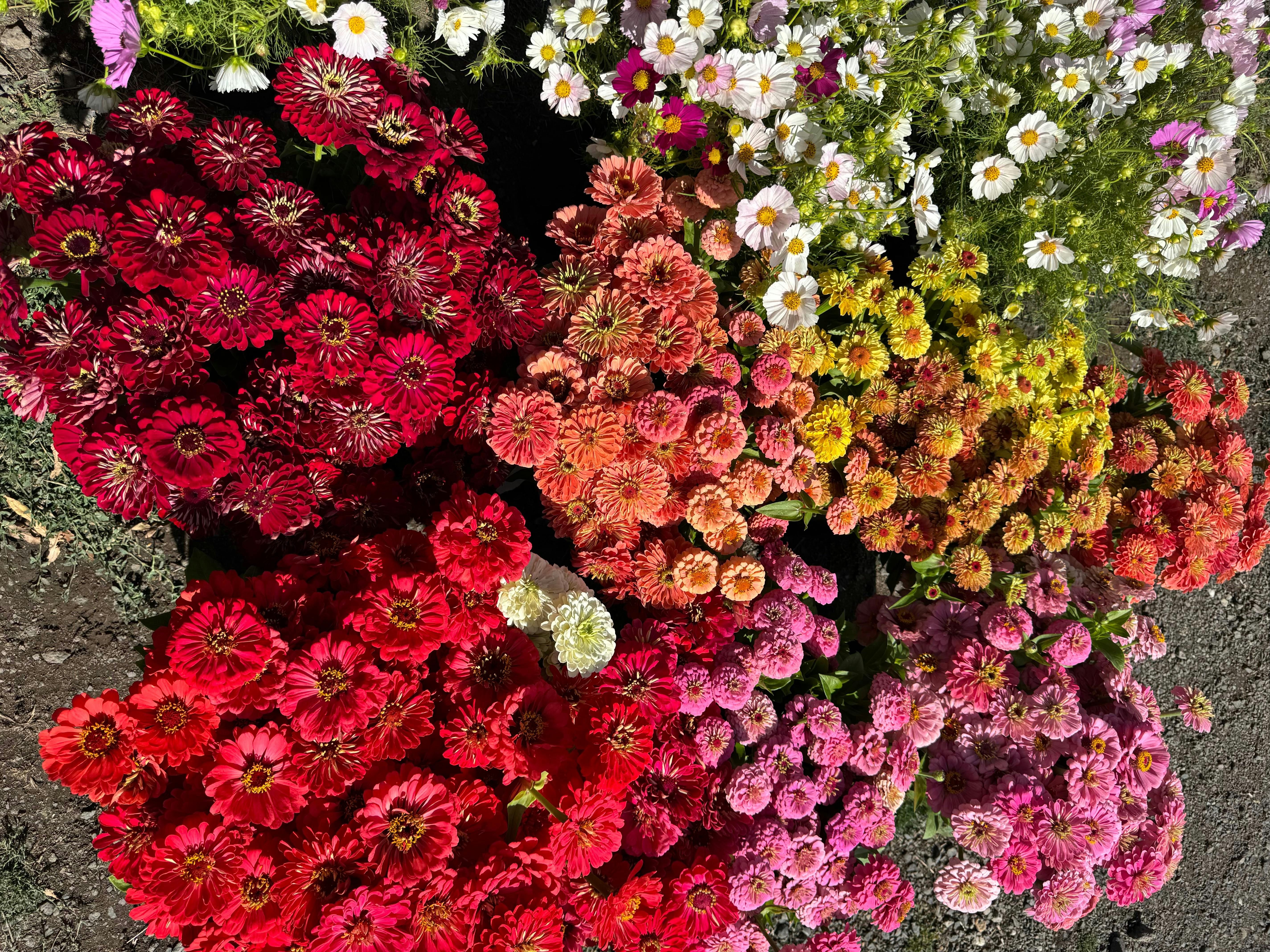 Summer Flowers