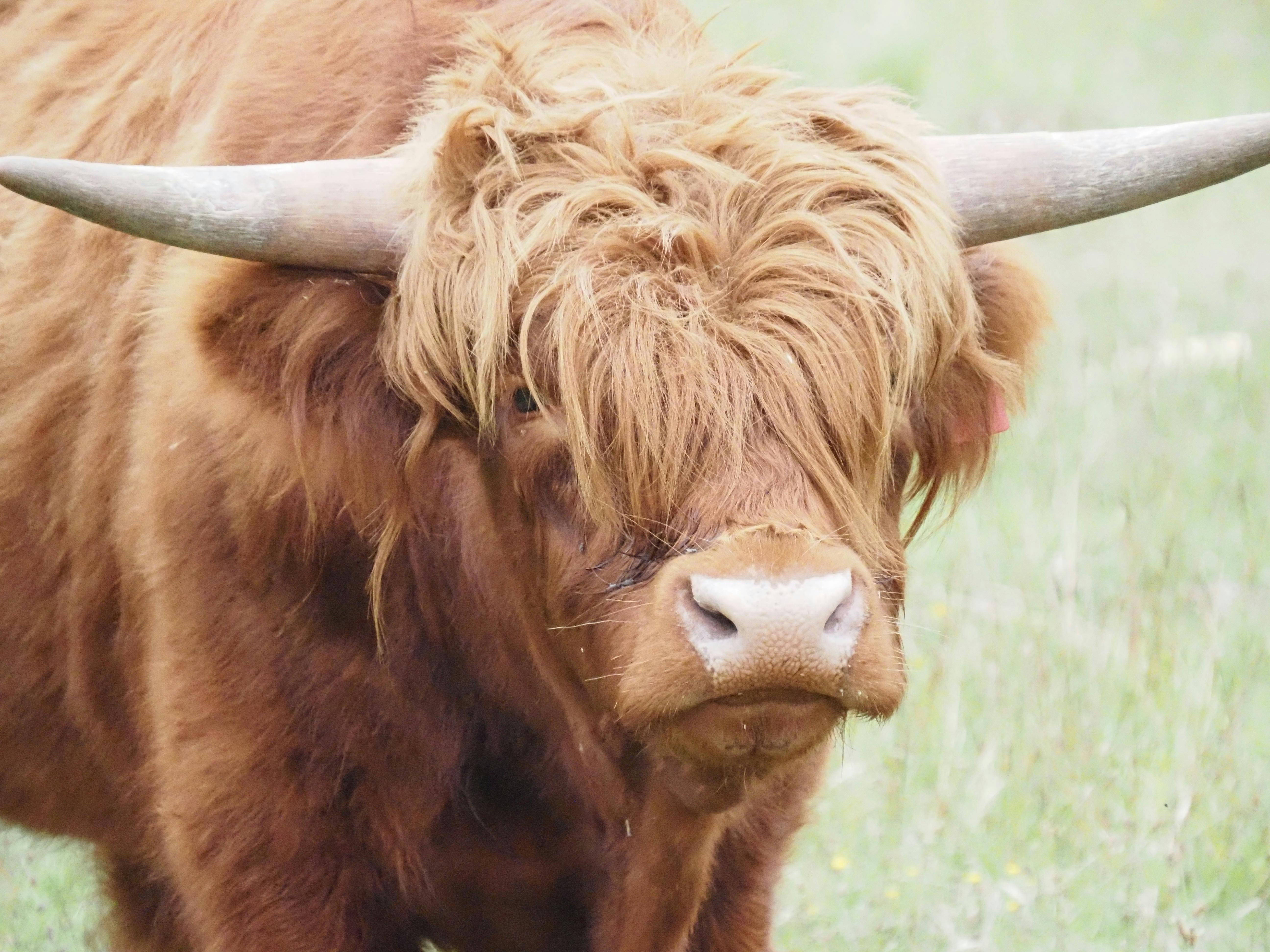 Braveheart