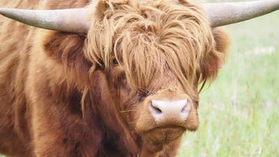 Braveheart