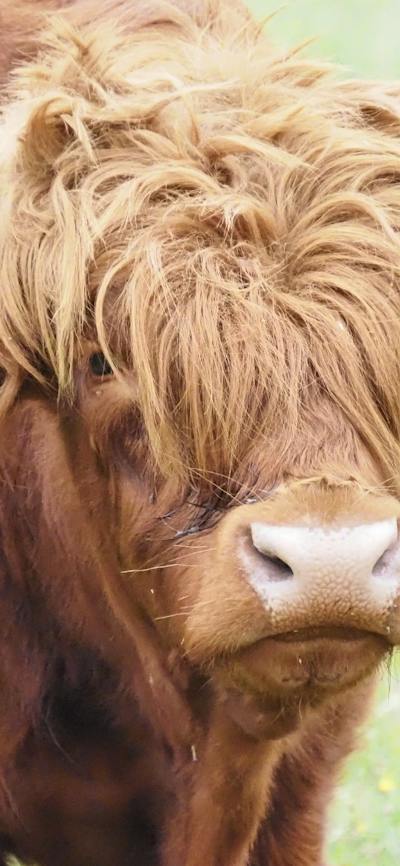 Braveheart