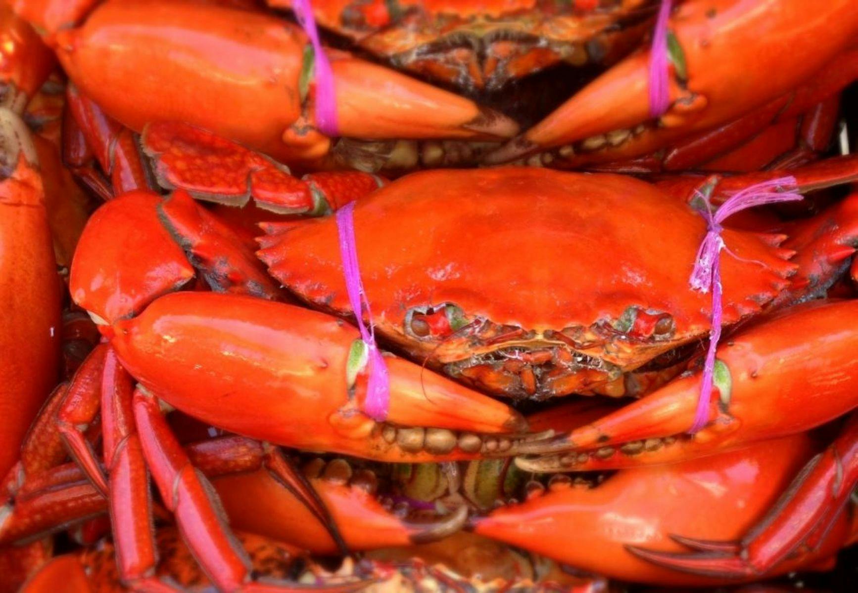 Fresh Cooked Mudcrab