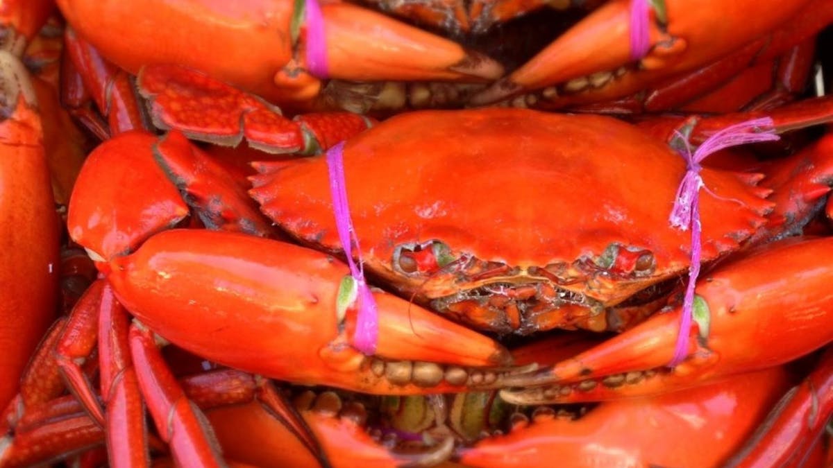 Fresh Cooked Mudcrab