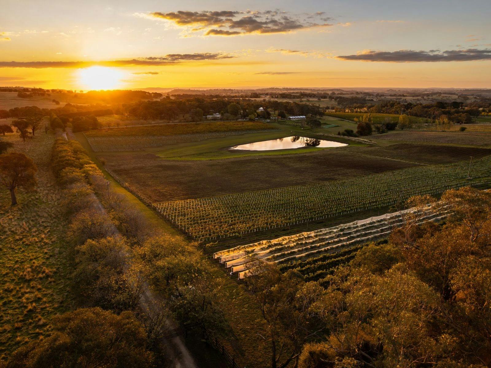Drone vineyard view at Stockmans Ridge Wines