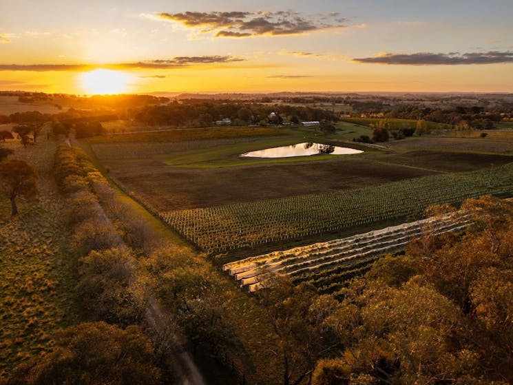 Drone vineyard view