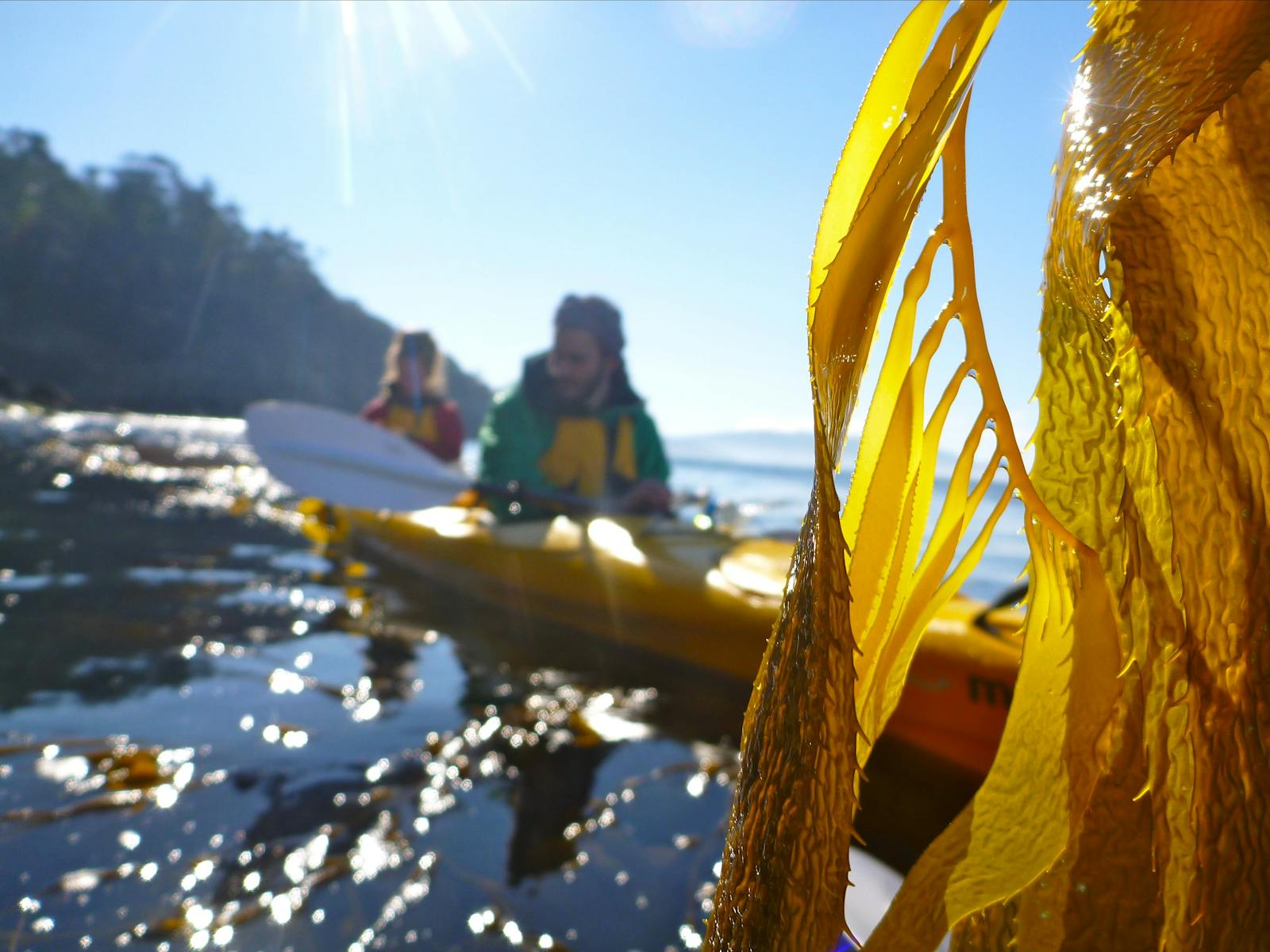 Seaweed along the River Derwent with kayakers behind