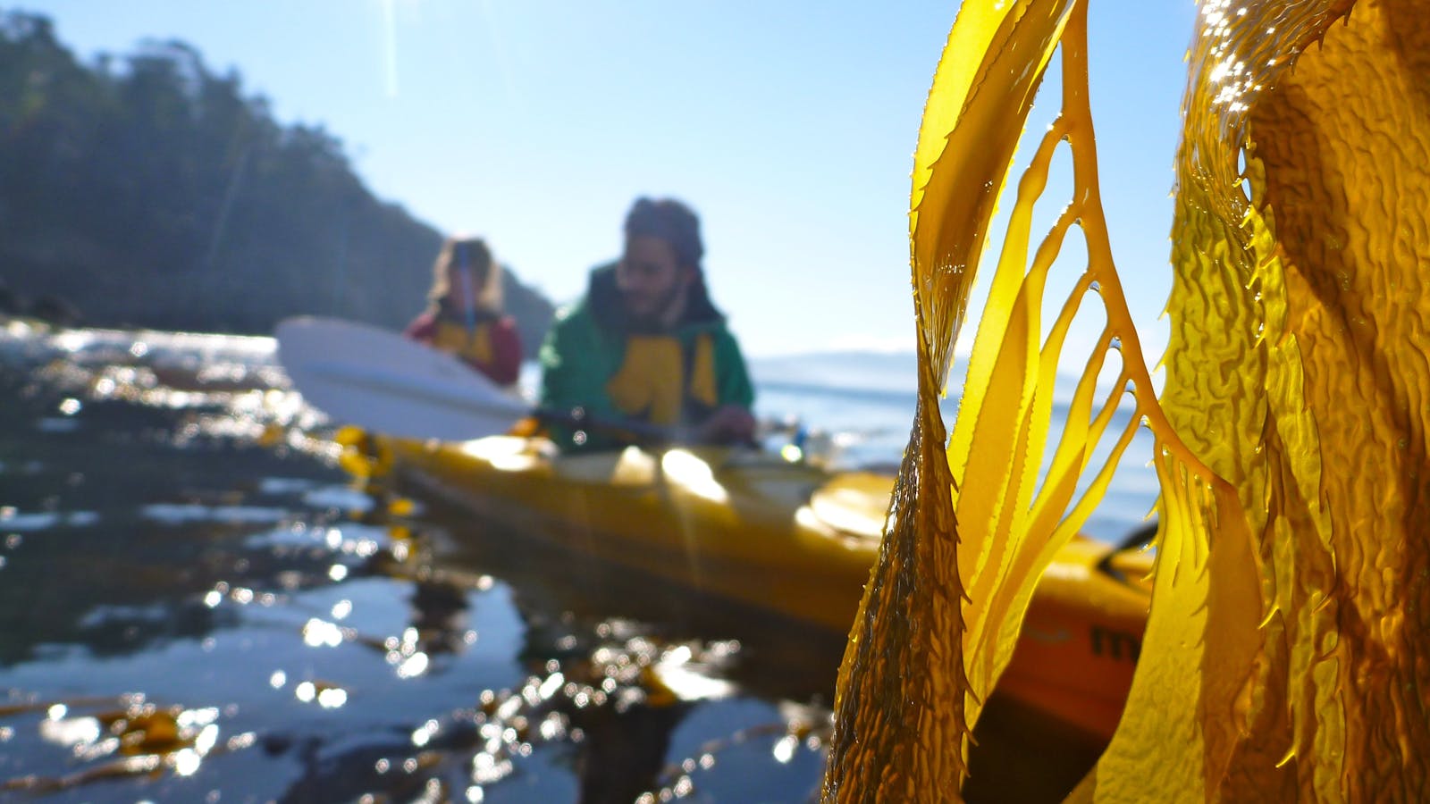 Seaweed along the River Derwent with kayakers behind