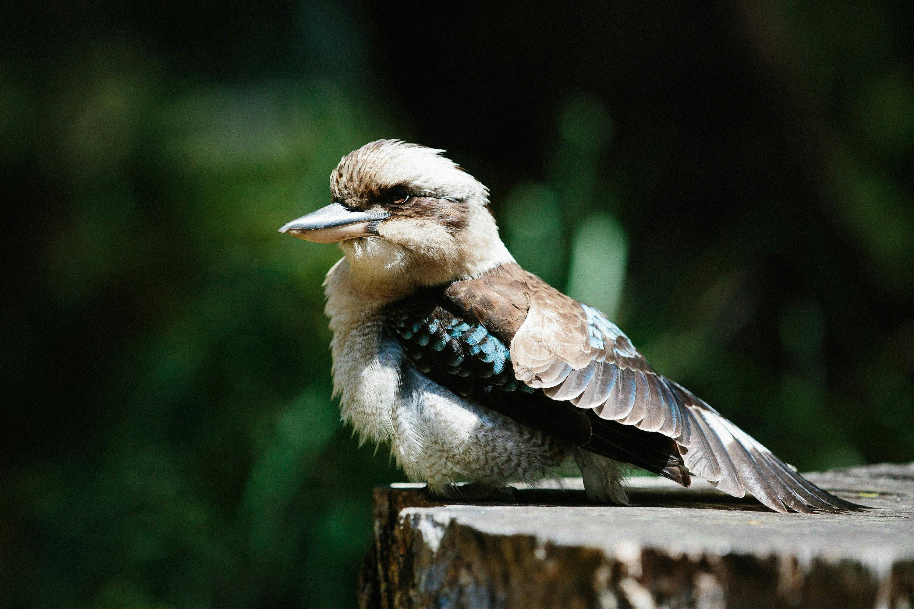 Botanic Gardens, Booderee National Park