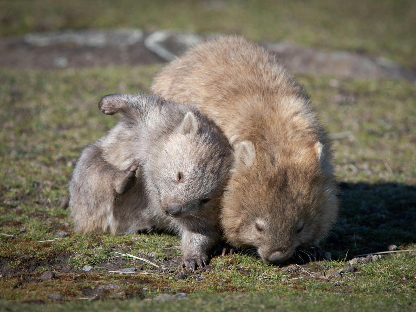 Mother wombat grazing on grass, with her baby leaning against her scratching itself.