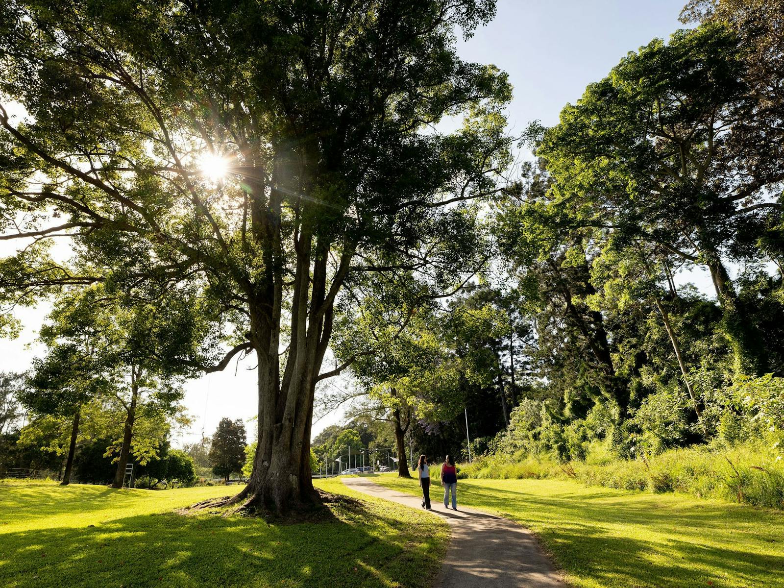 Jarrett Park Bellingen