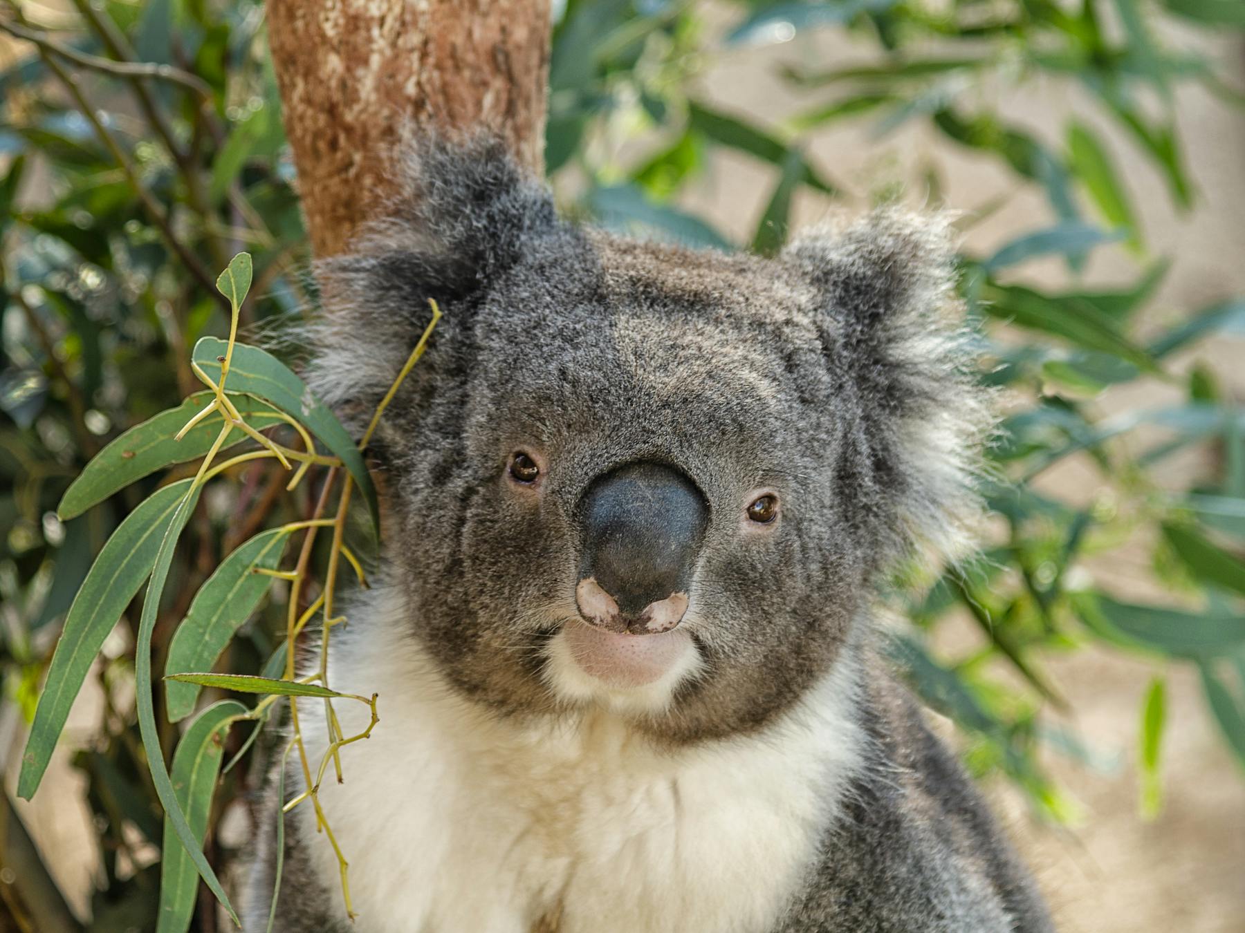 Koala
