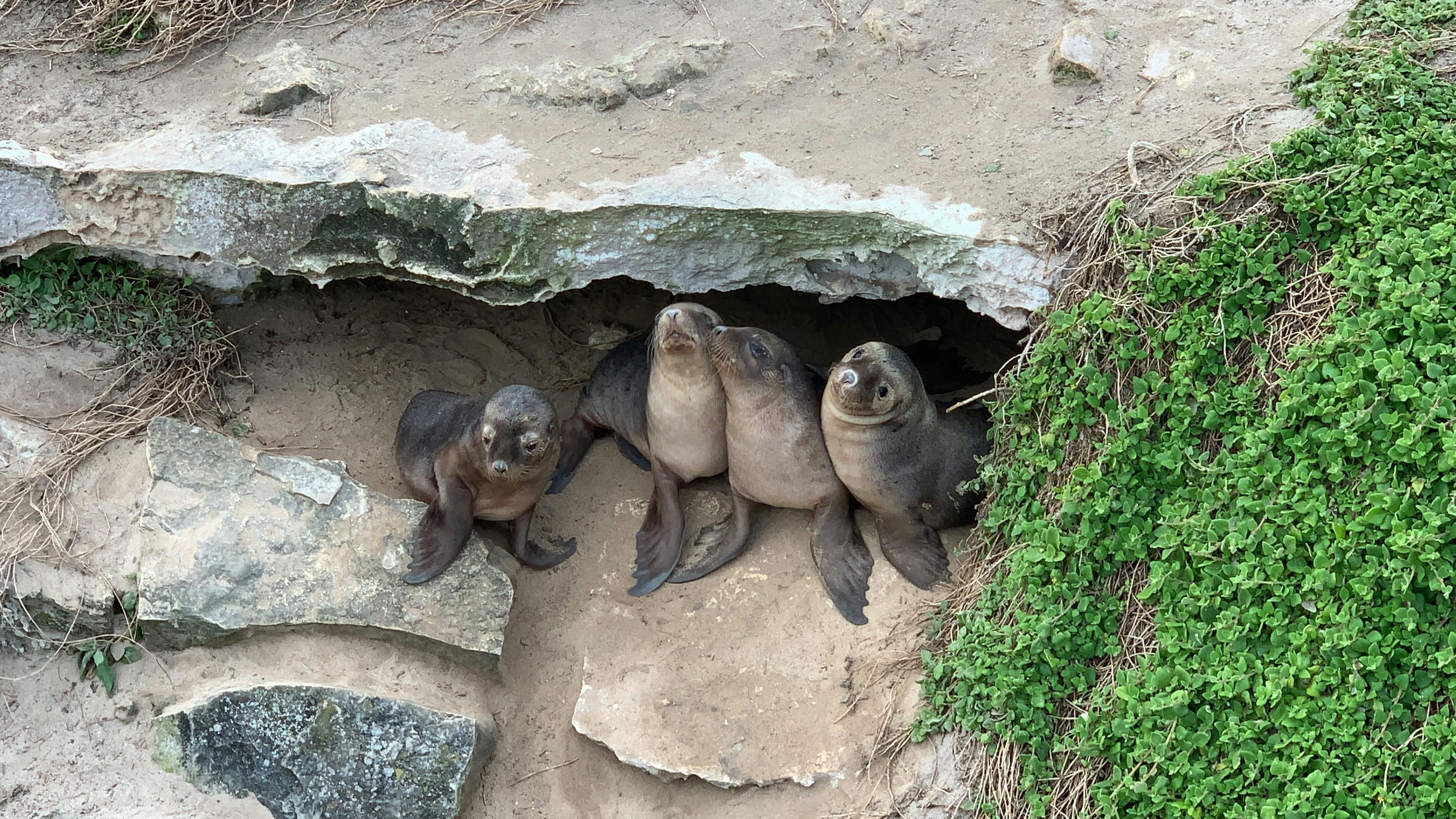 Seal Pups