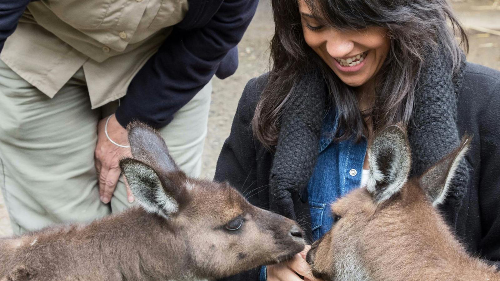 Feeding kangaroos at Healesville Sanctuary with Oceania Tours