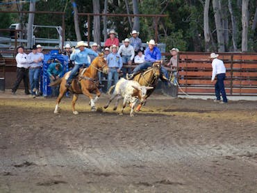 Steer Wrestling Steer Wrestling