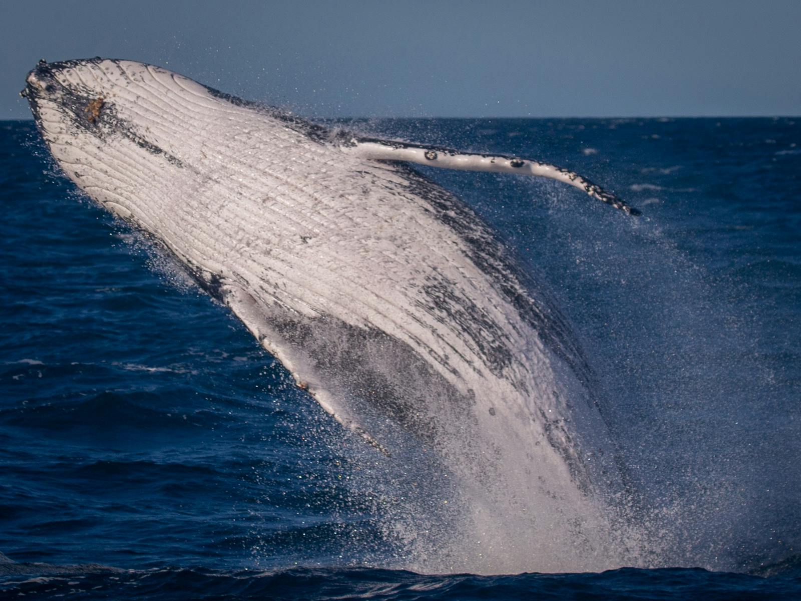 Eden Whale Watching Cruise NSW Holidays Accommodation Things To Do eden-whale-watching-cruise-nsw-holidays-accommodation-things-to-do