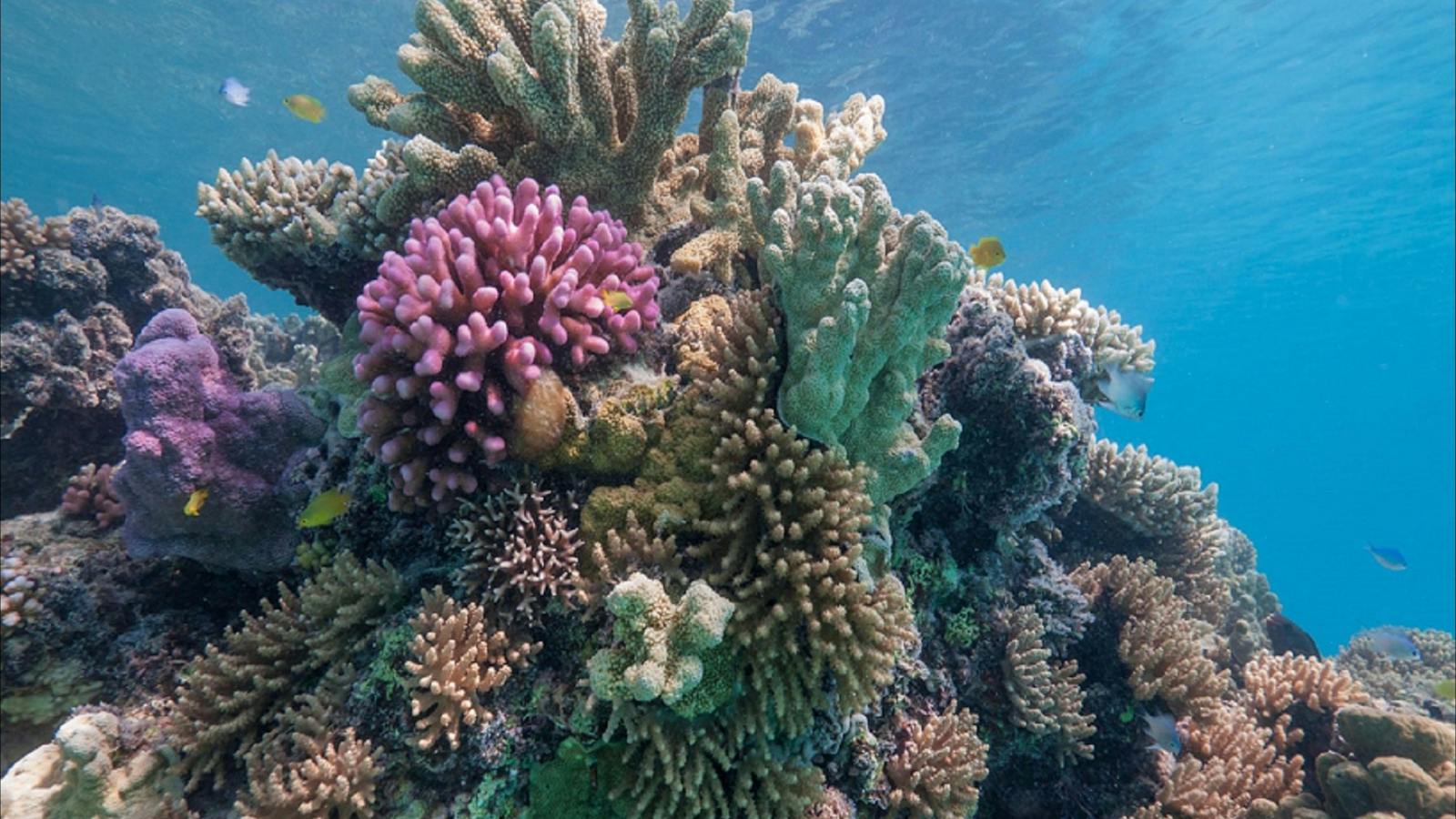Reef Life on Lady Musgrave Island