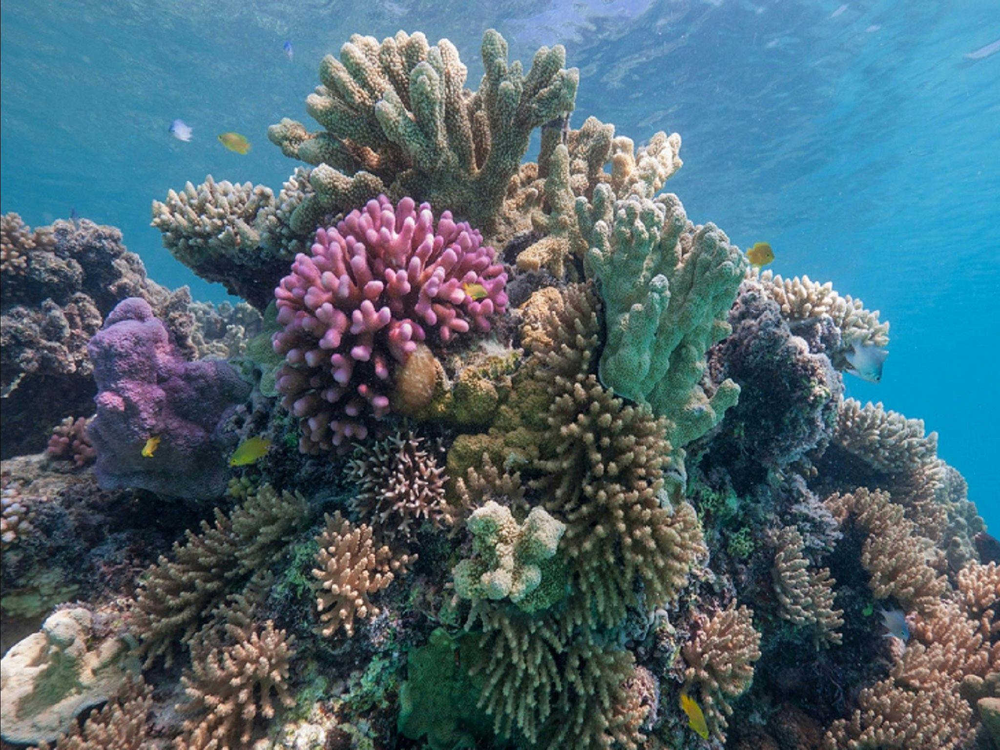 Reef Life on Lady Musgrave Island Reef Life on Lady Musgrave Island