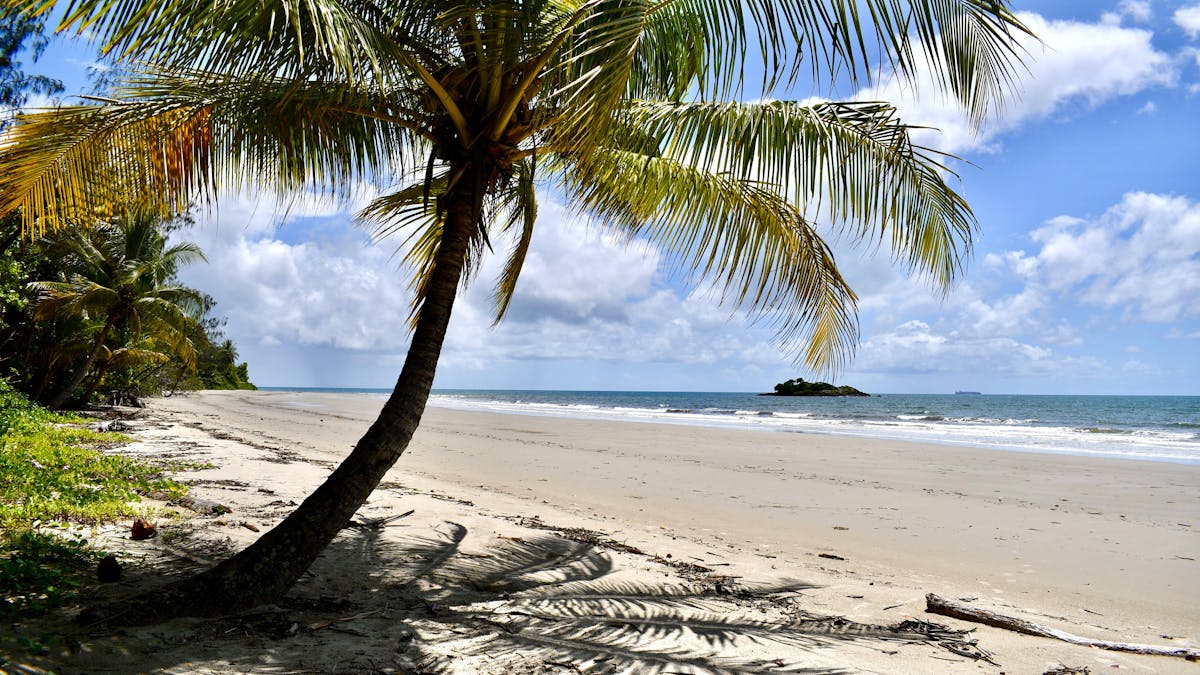 Palm Tree on Thornton Beach in Tropical North Queensland's Daintree Rainforest