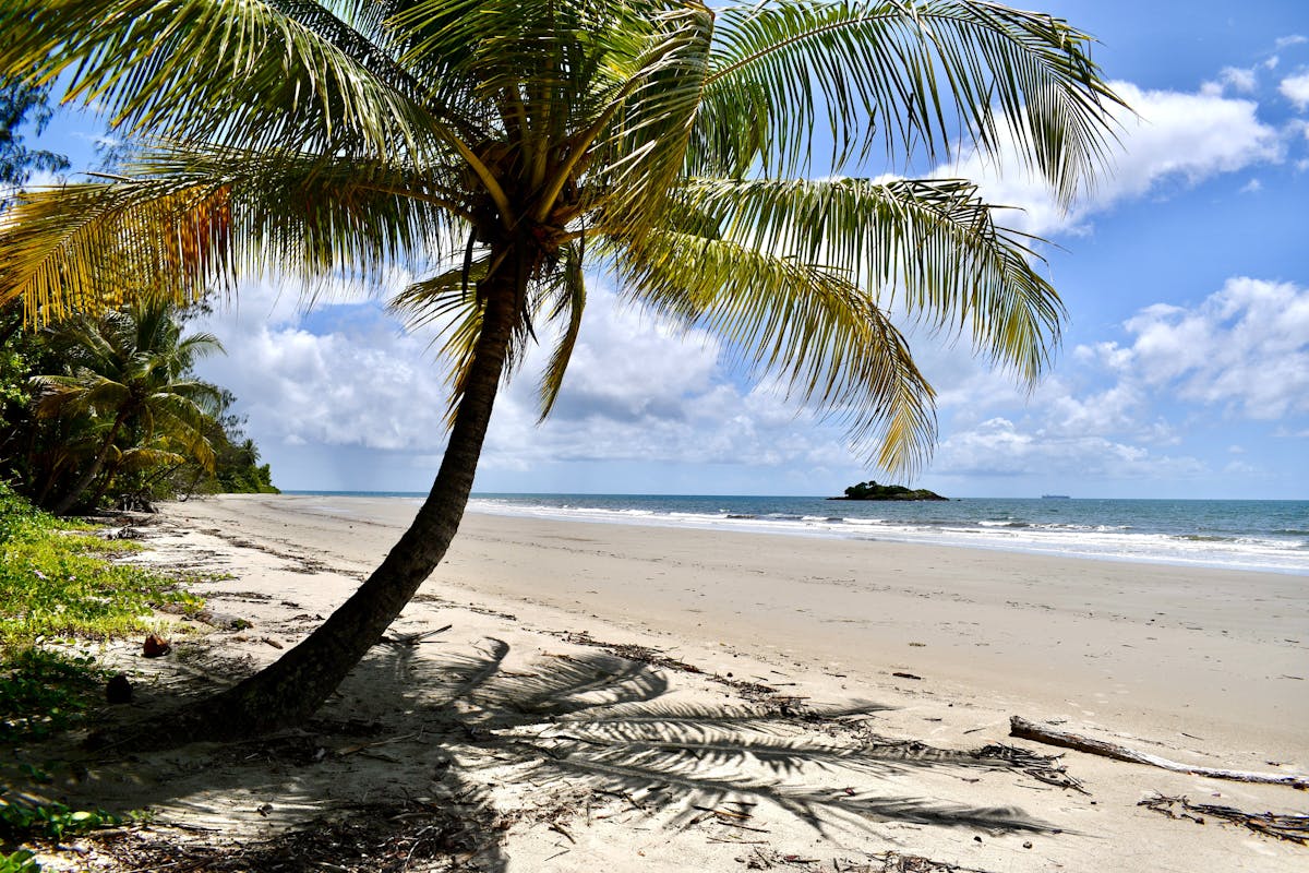 Palm Tree on Thornton Beach in Tropical North Queensland's Daintree Rainforest