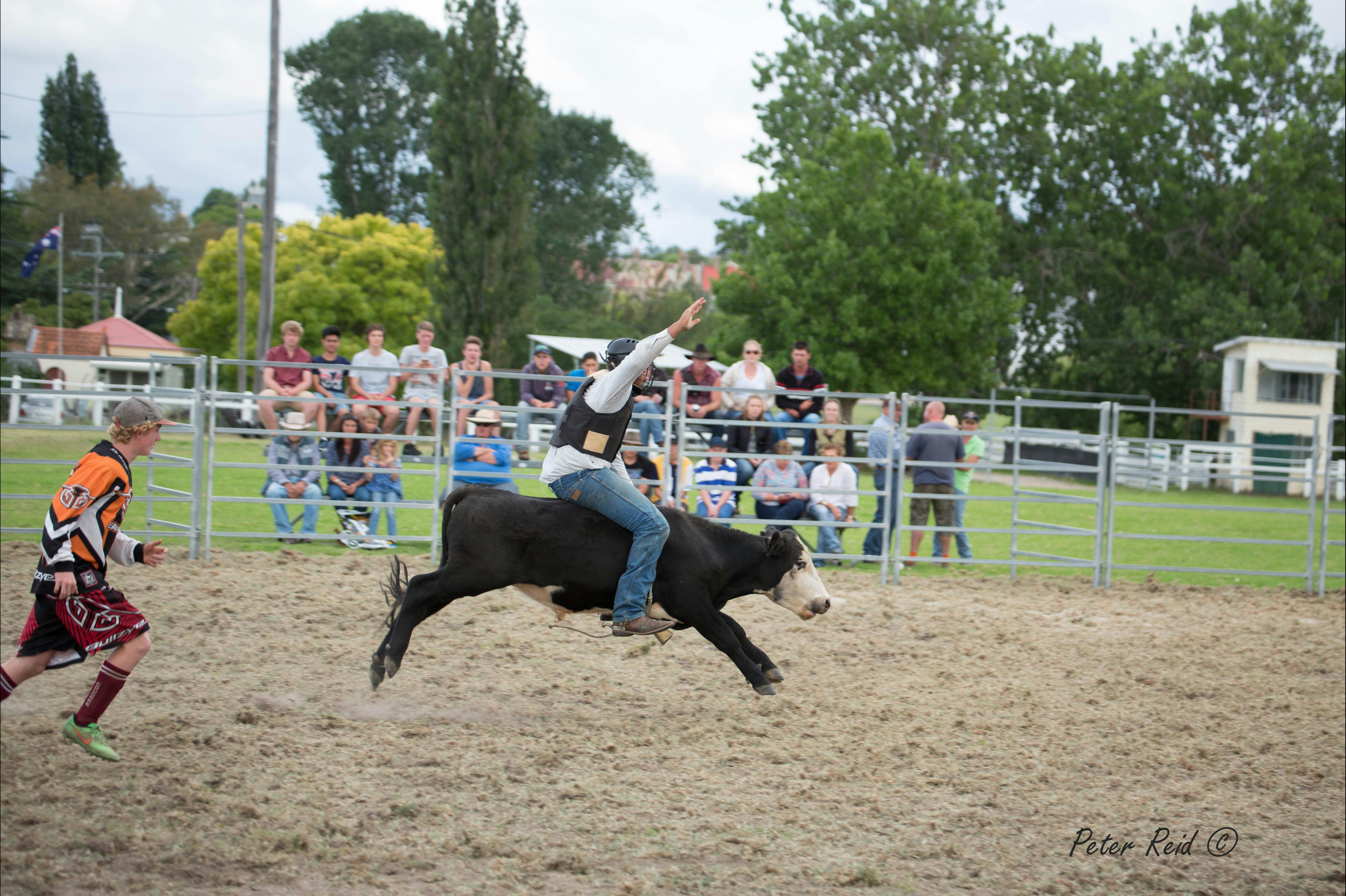 Tenterfield Show