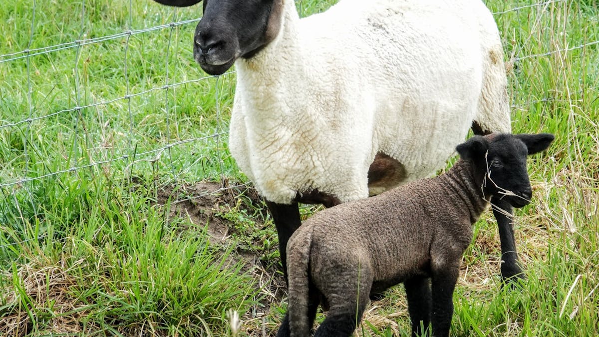 Sheep