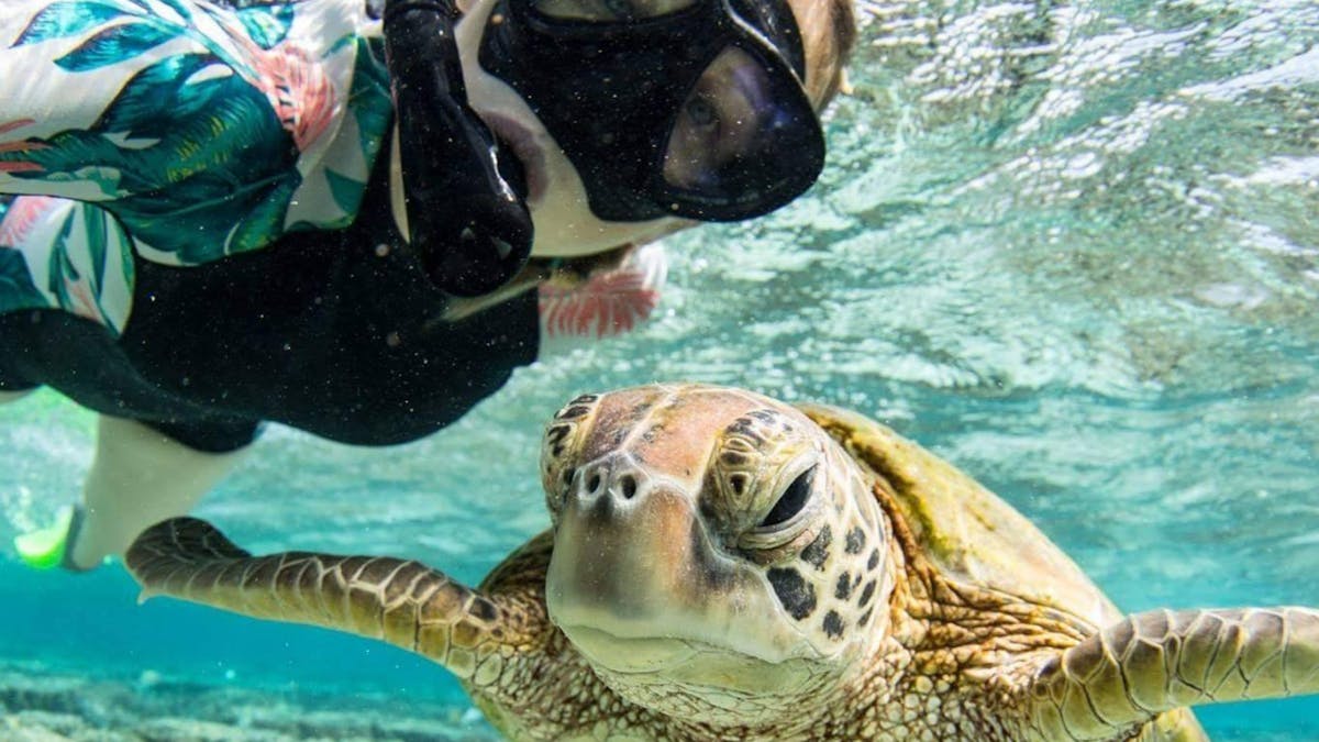 Girl snorkelling, taking a selfie with a green turtle.