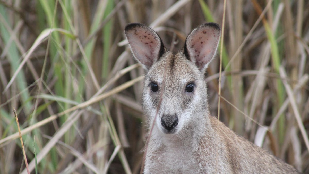 Wild life viewing from the comfort of your own balcony, cabins nestled in nature