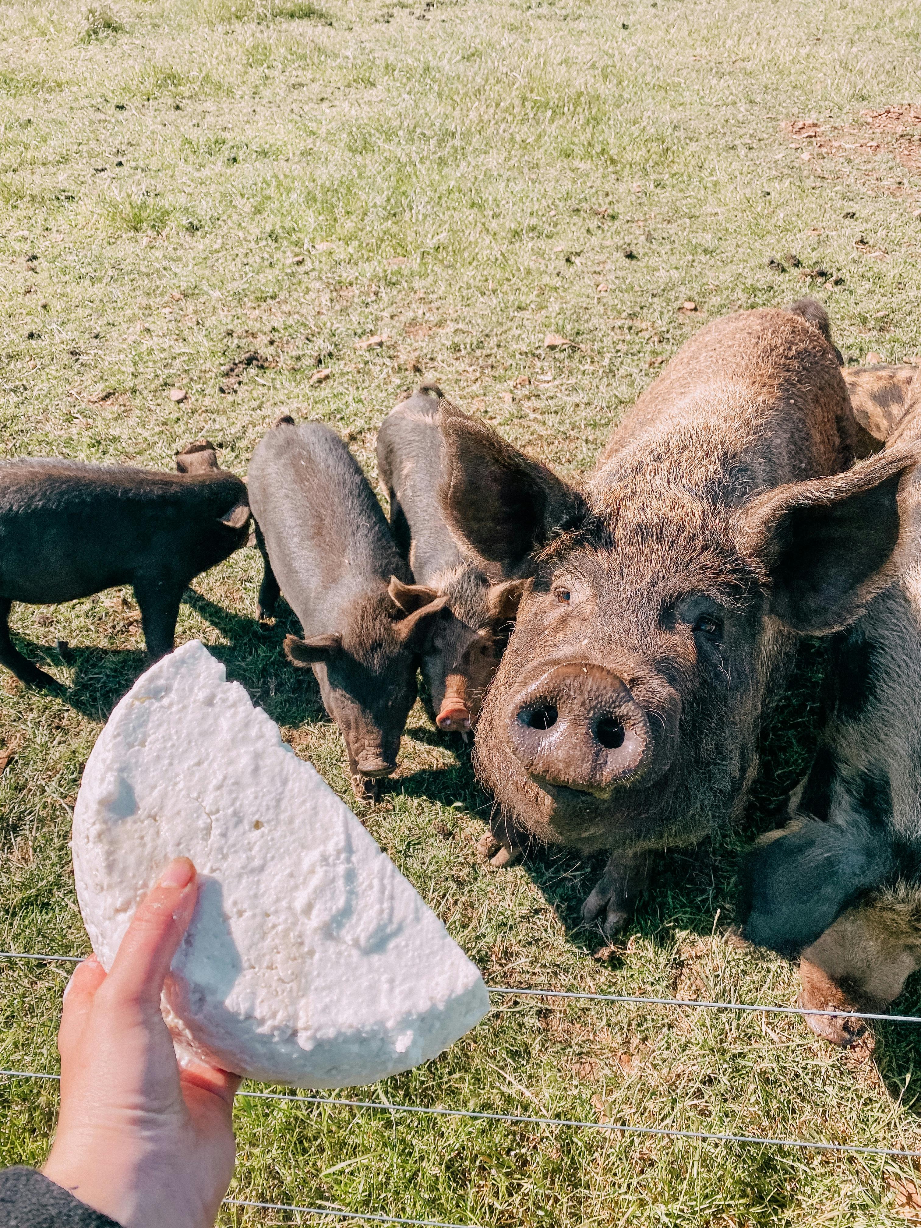 Feed pig