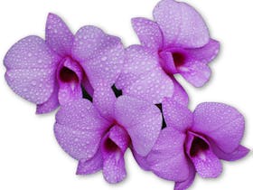 Mackay & District Orchid Society presents Hail Creek Open Cut - Glencore - Orchids in Paradise 53rd Cover Image