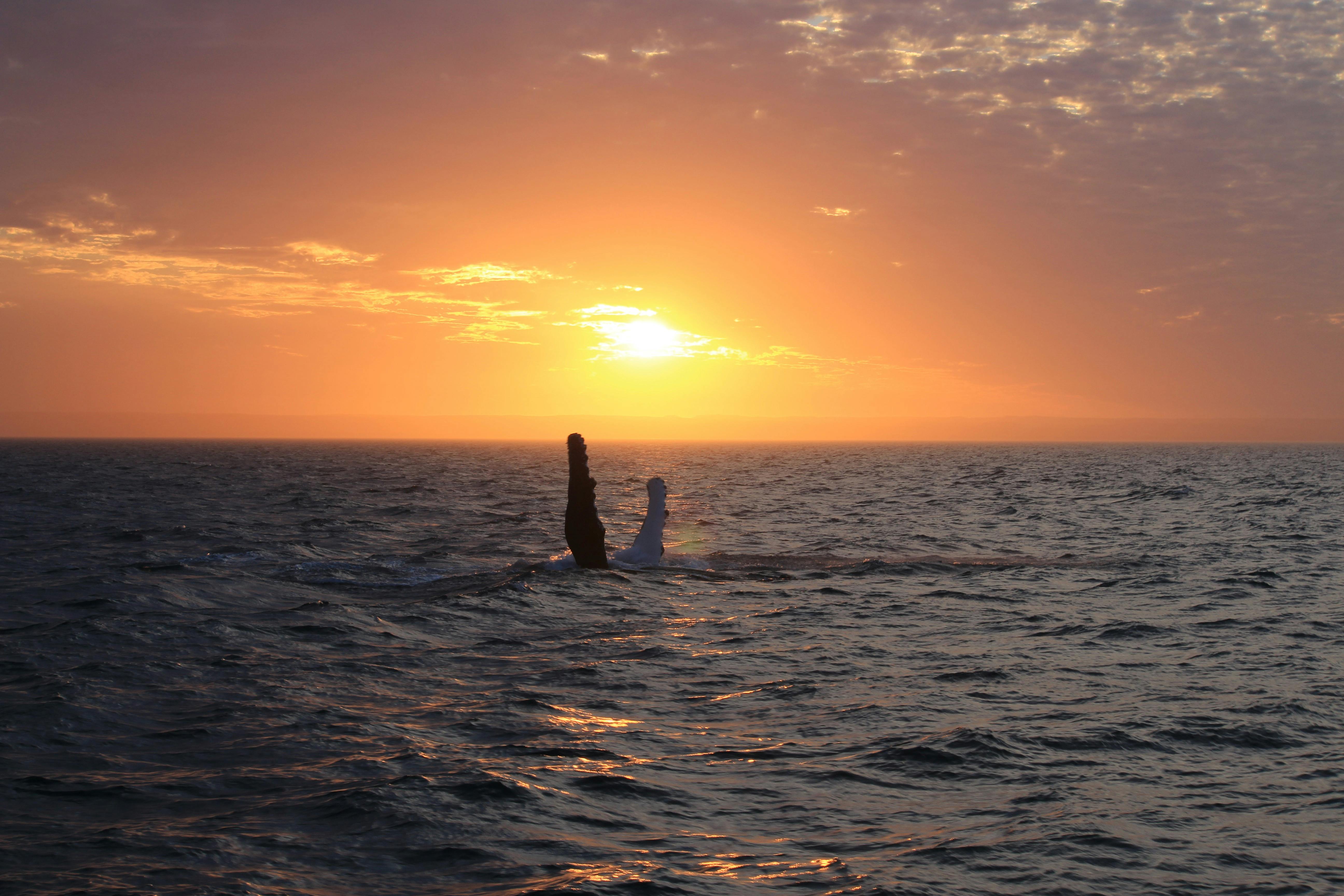 Exmouth Dive and Whalesharks Ningaloo, Exmouth, Western Australia