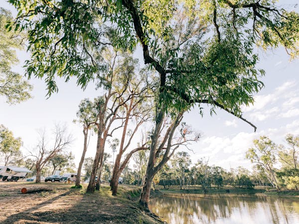 Trees standing between parked caravans and a lagoon