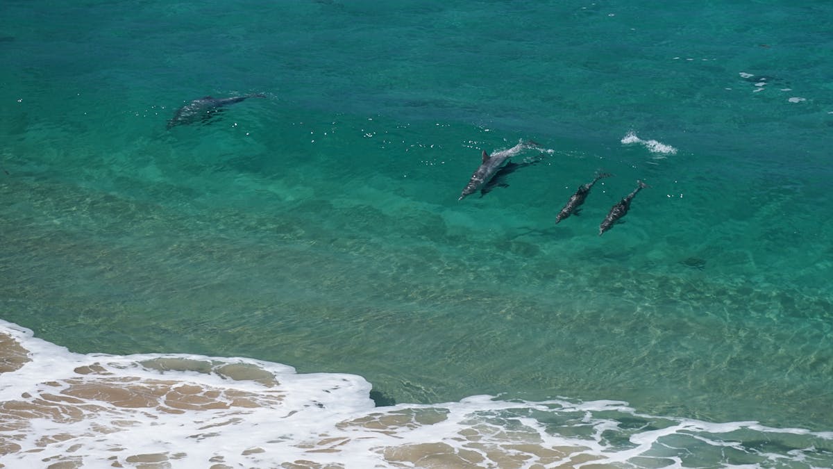 Dolphins frolicking at Boatharbour Beach along the Southern Ocean Walk