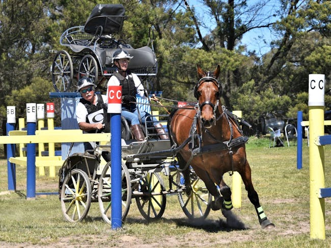 One lady steering the brown horse and carriage around the pole obstacles with a man as  backstepper