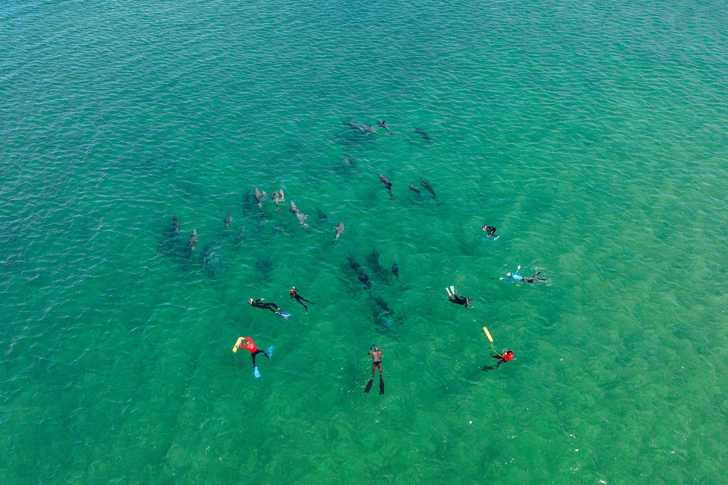 Dolphin Eco Cruise
