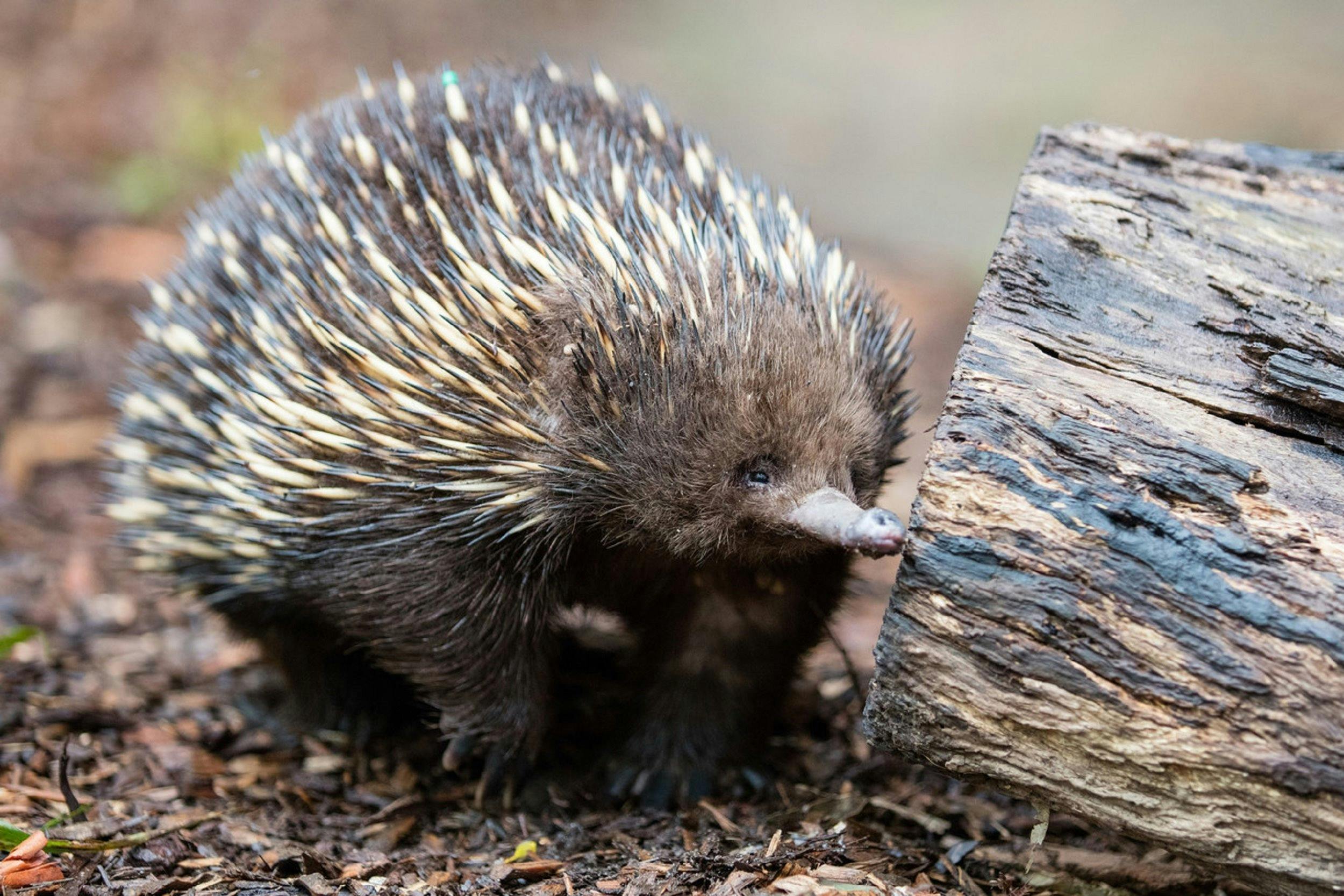 echidna
