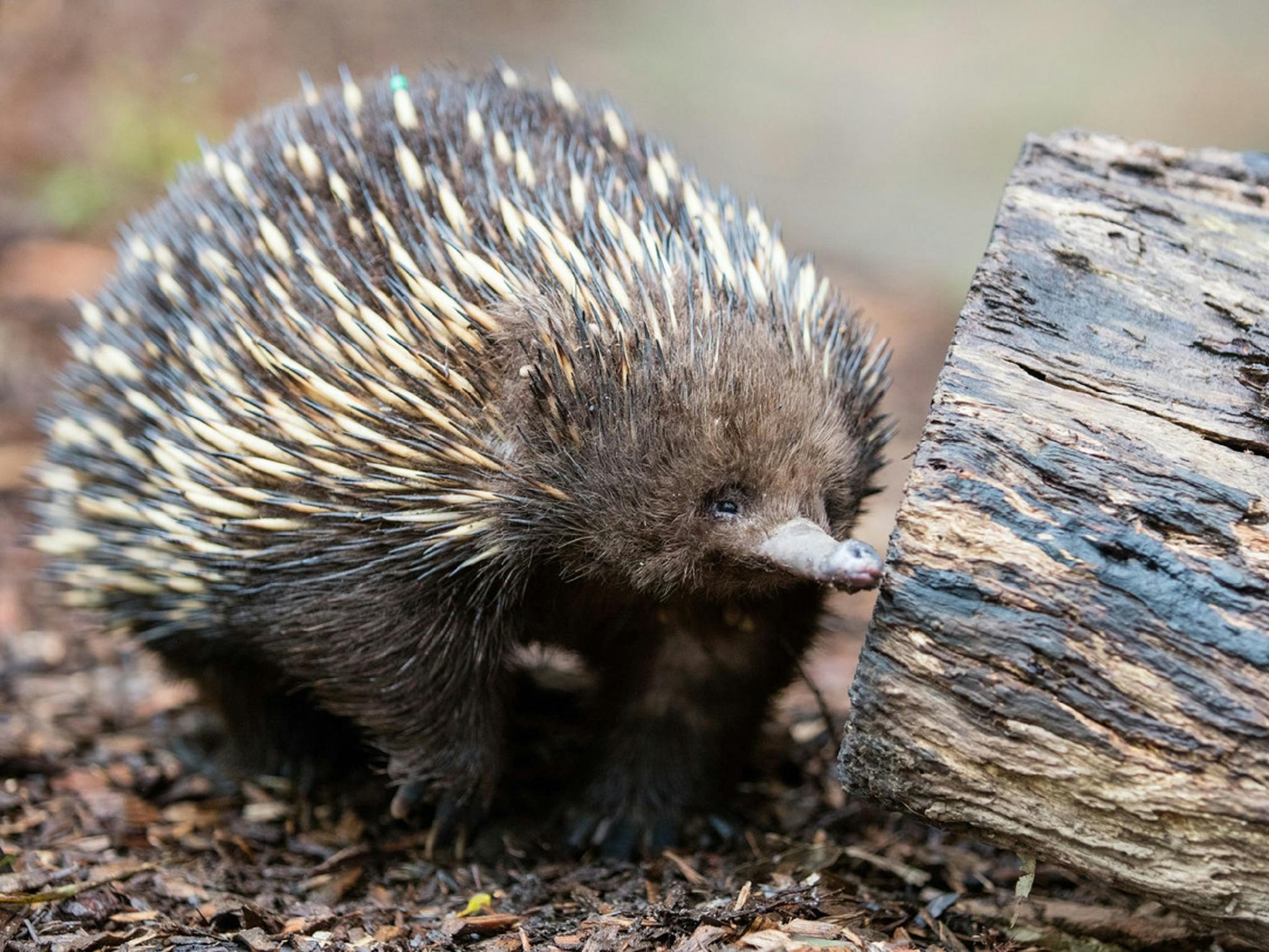 echidna