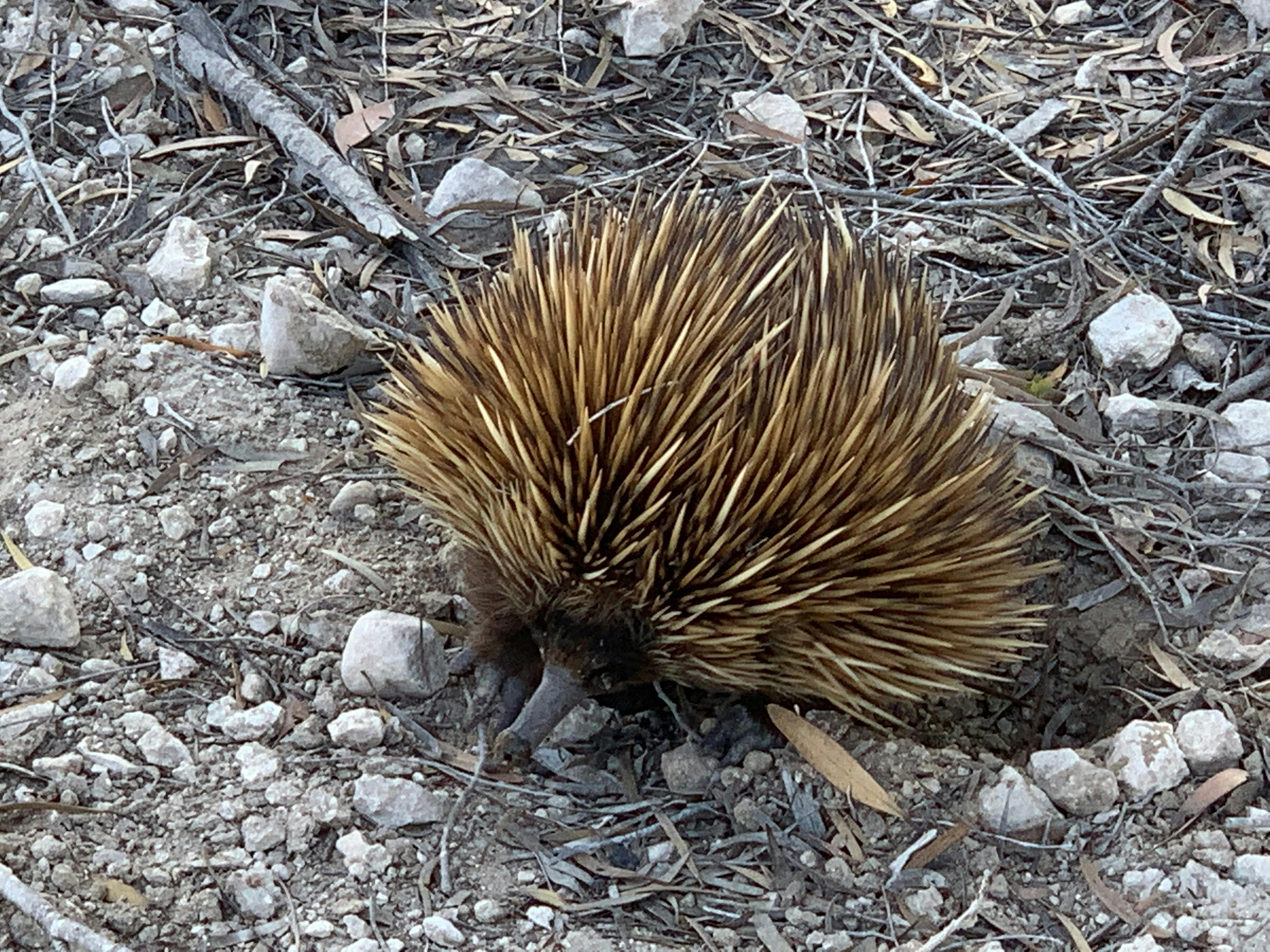 Echidna