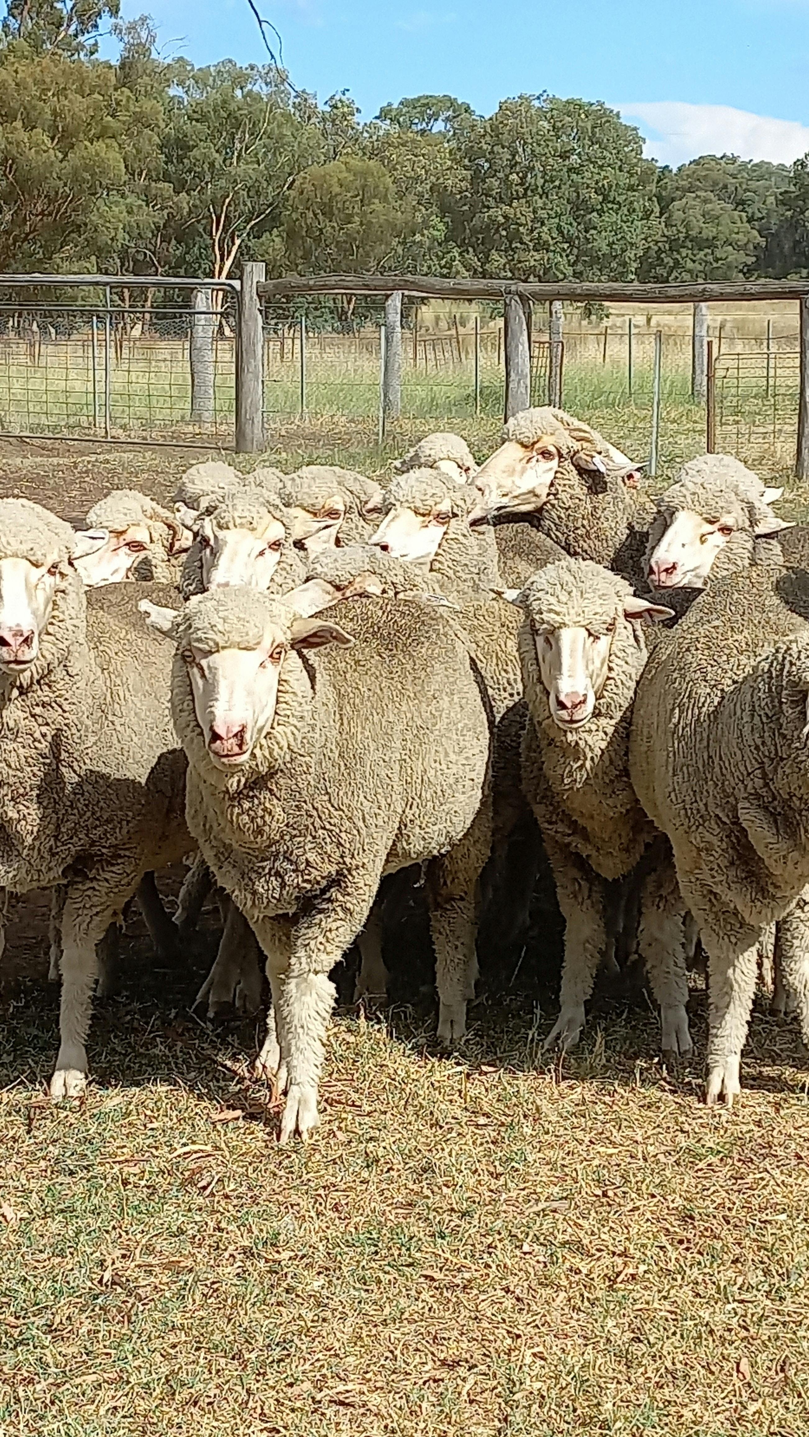 Australian Yard Dog  Championship & National Kelpie Field Trial Championship