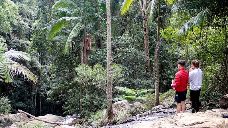 Maiala Rainforest Tour