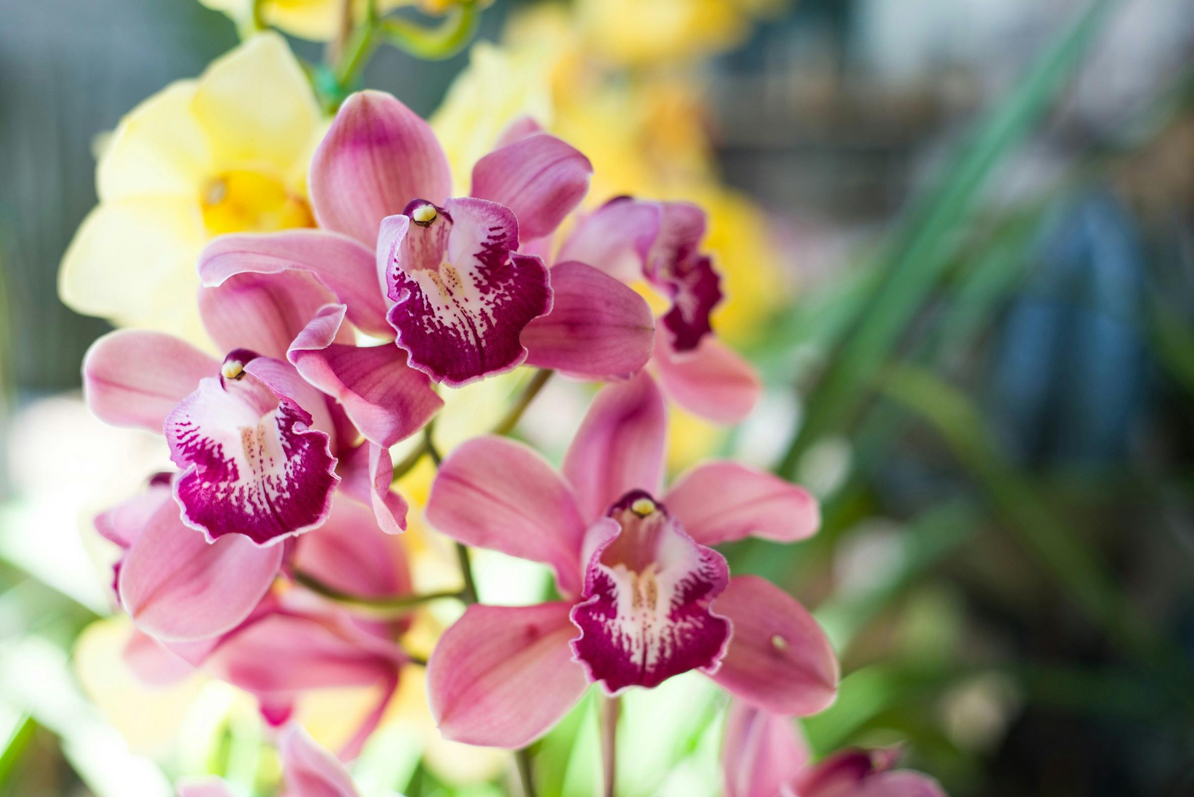 orchid, pink flowering