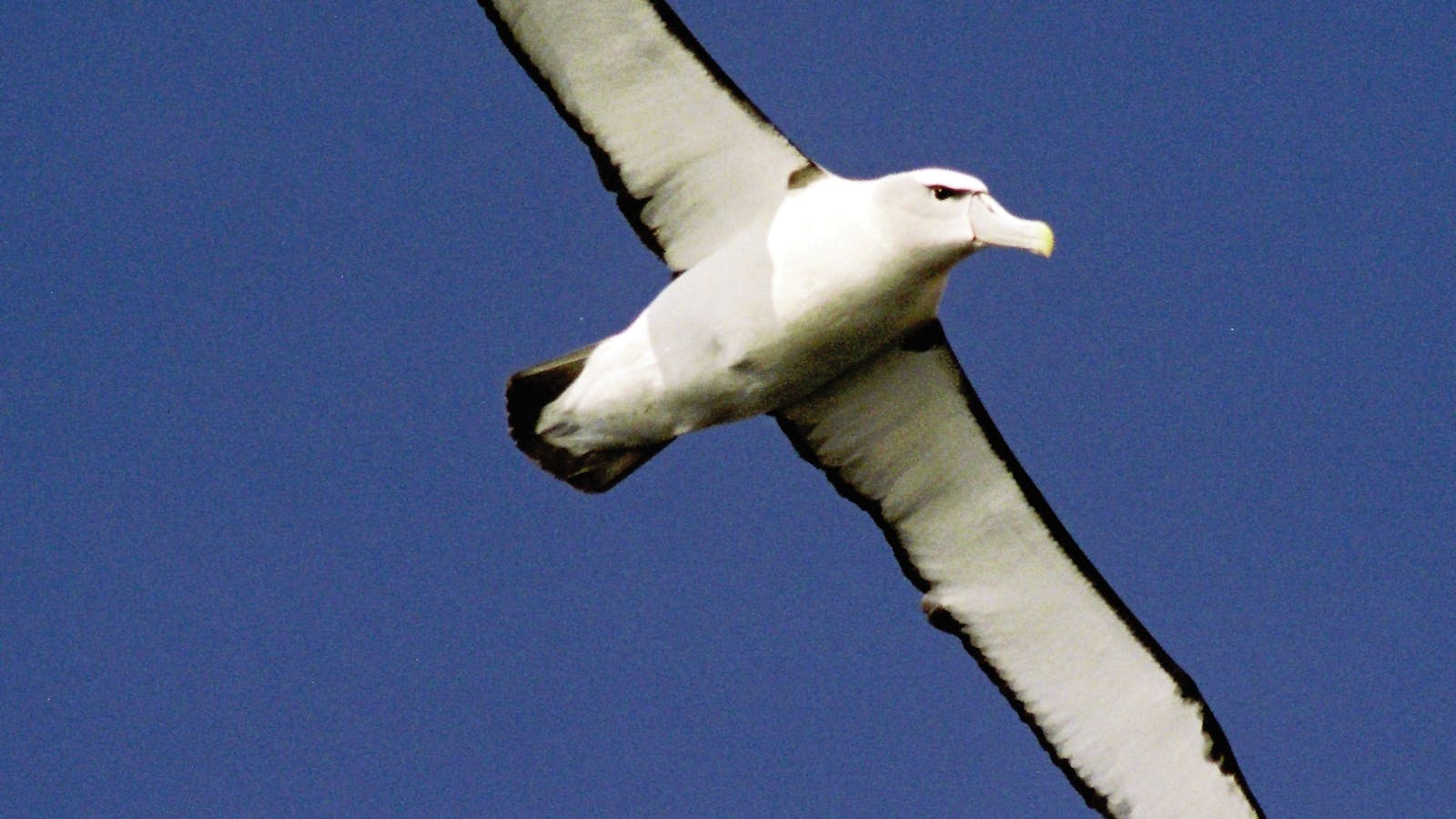 Tasman Island Cruises - Pennicott Wilderness Journeys
