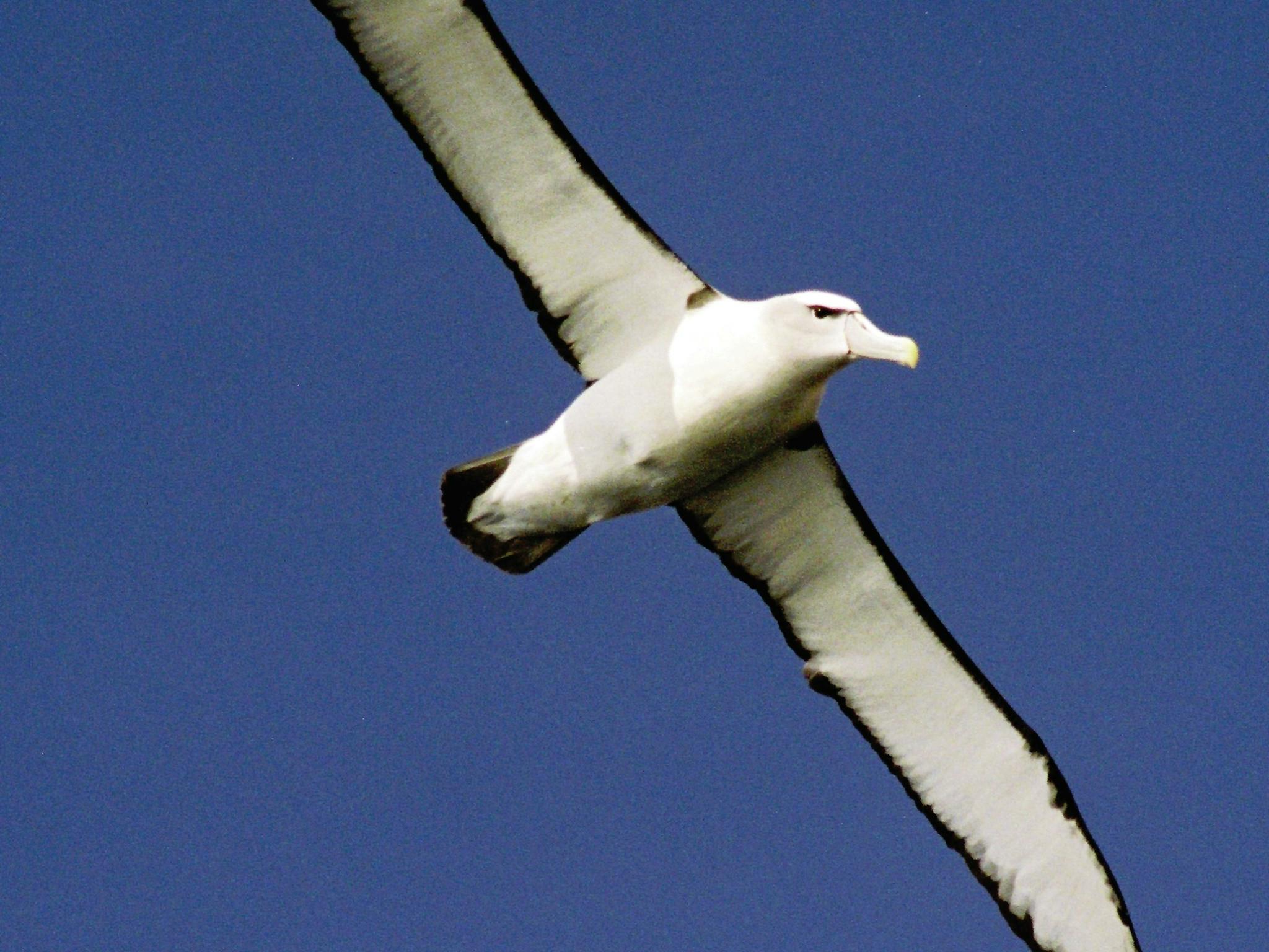 Albatross