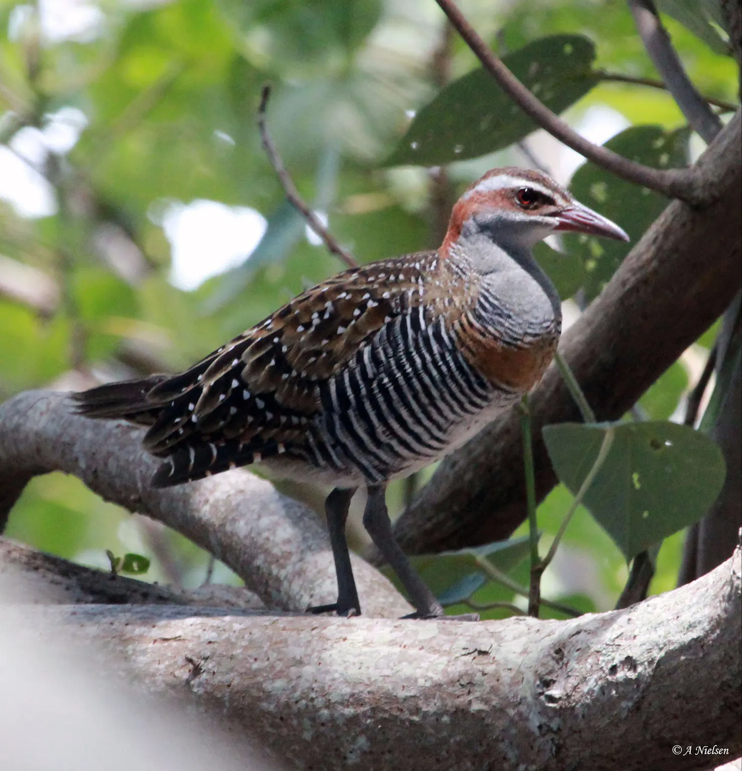 Tin Can Bay Bird Walk