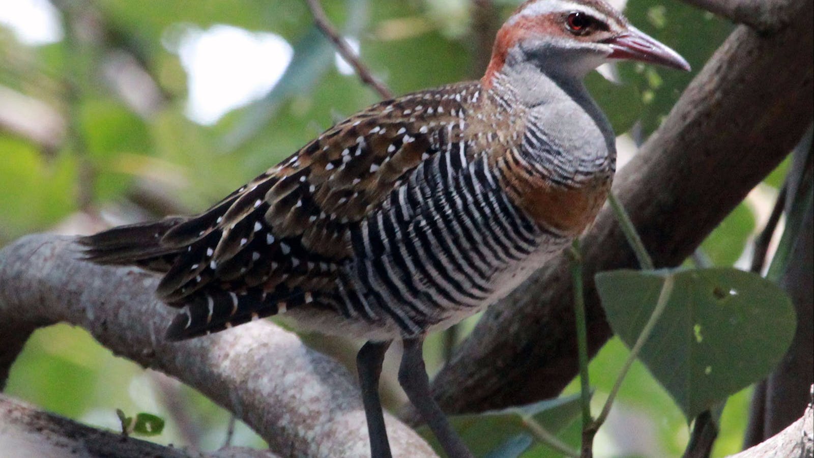 Bird Watching in Tin Can Bay