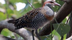 Tin Can Bay Bird Walk