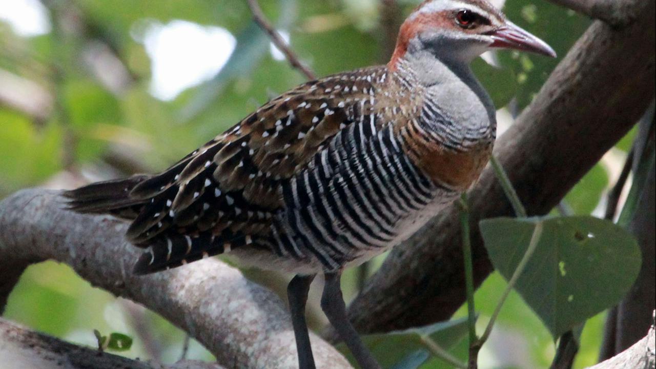 Buff-Banded Rail