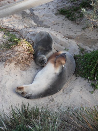 4 Day Kangaroo Island - Fleurieu Peninsula Tour - SWTKIFP04