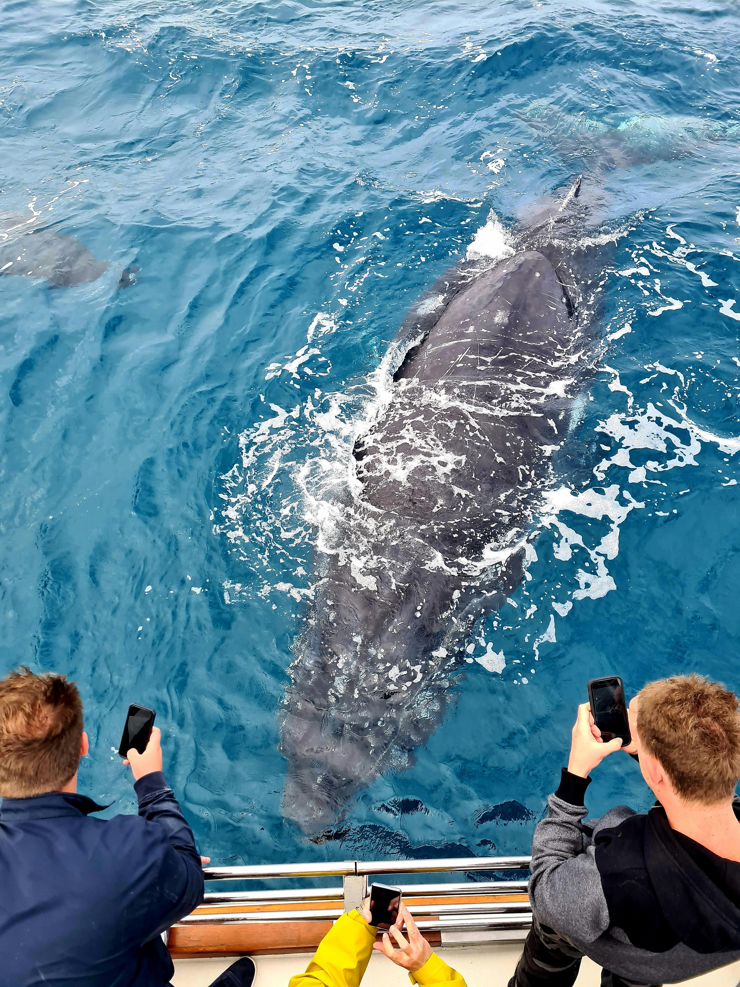 This whale came close to the boat to check it out