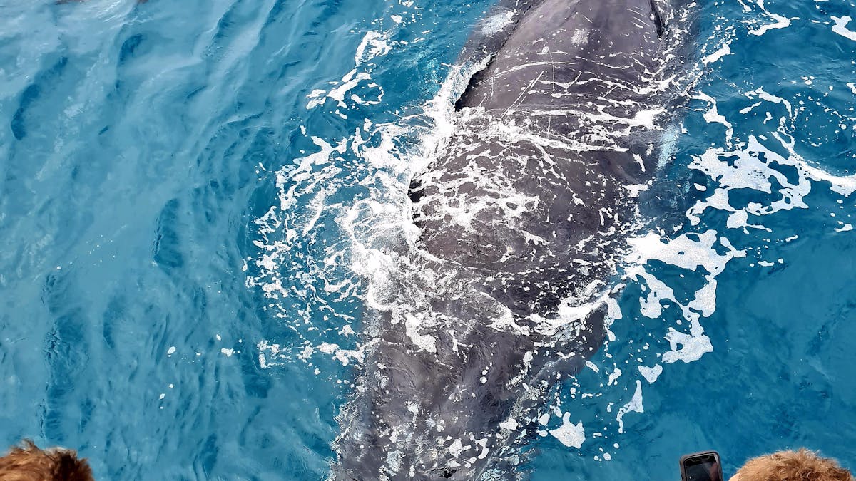 This whale came close to the boat to check it out